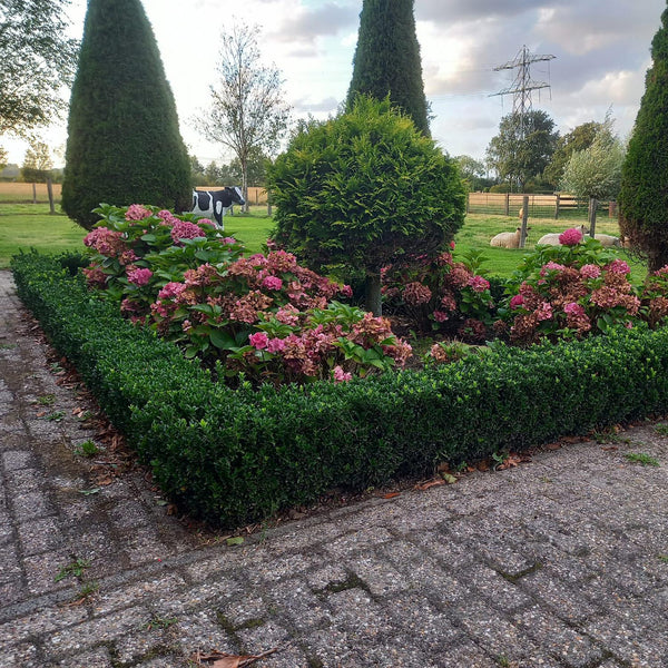 60x Euonymus japonicus 'Green Spire' — Evergreen Hedge Pack
