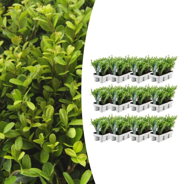 72x Ilex crenata 'Jenny' — Japanese Holly Hedge