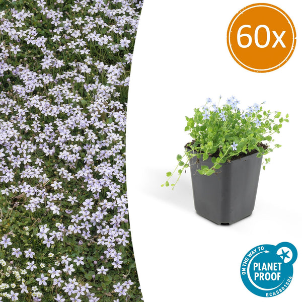 60x Blue Star Creeper (Isotoma fluviatilis)