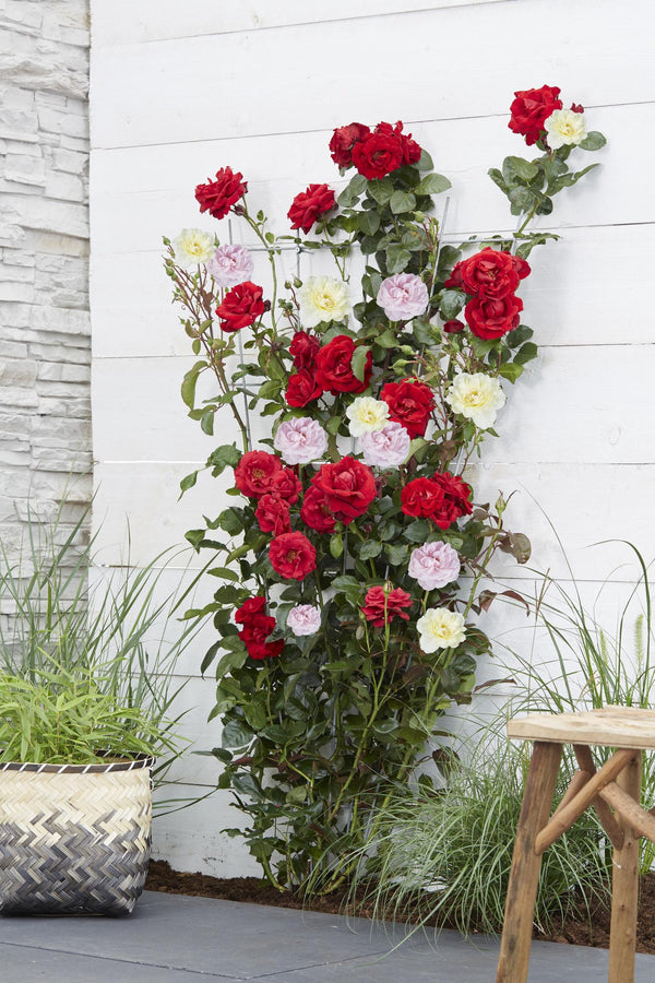 3x Rosa 'Crazy in Love Pink' — Fragrant Climbing Rose